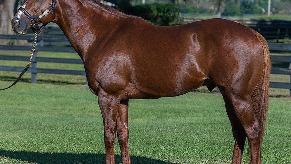 Returning Kantharos Headlines Ocala Stud Roster For 2027 