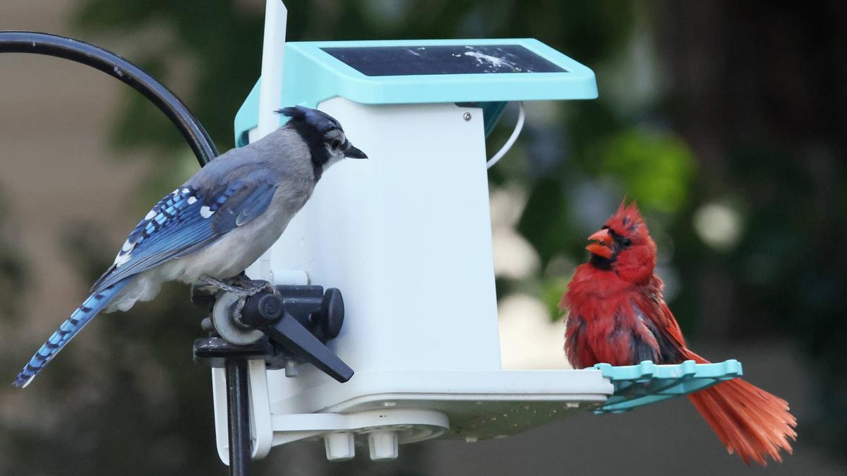 two birds on birdhouse.