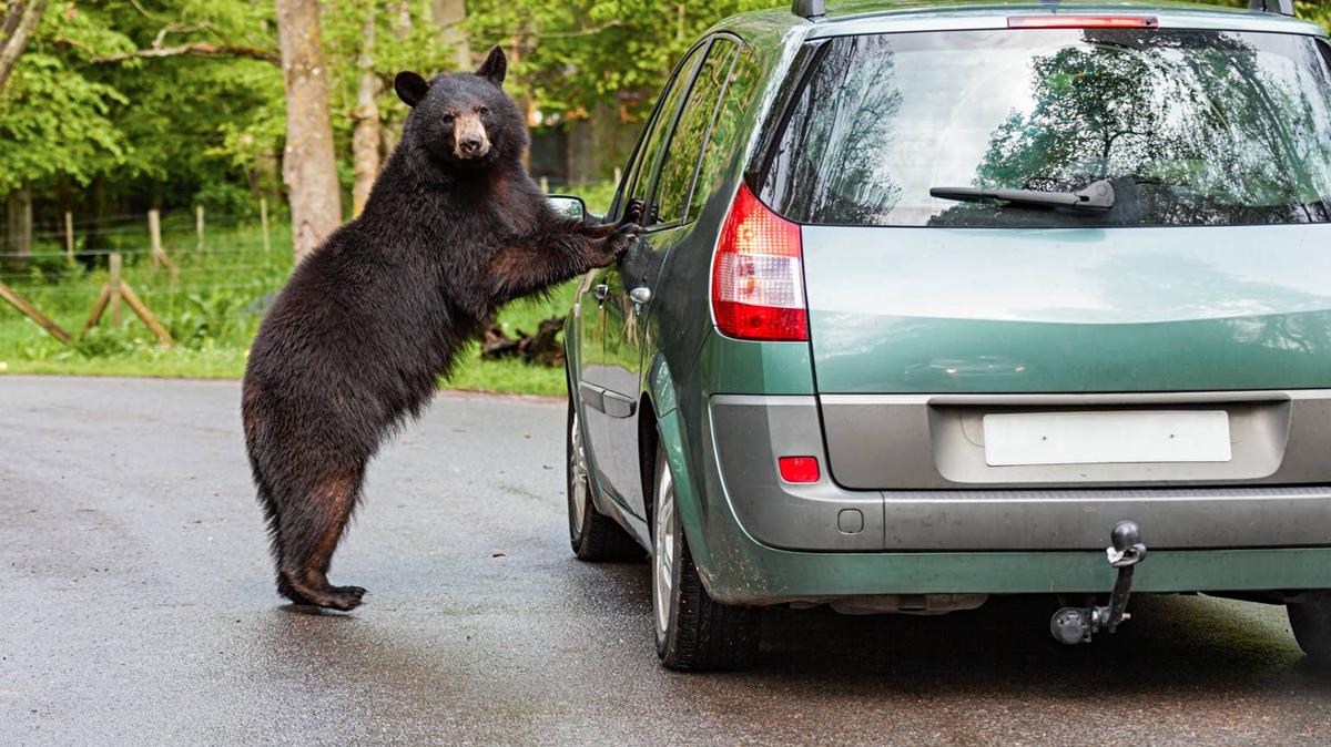 Black bear breaking into a van. 