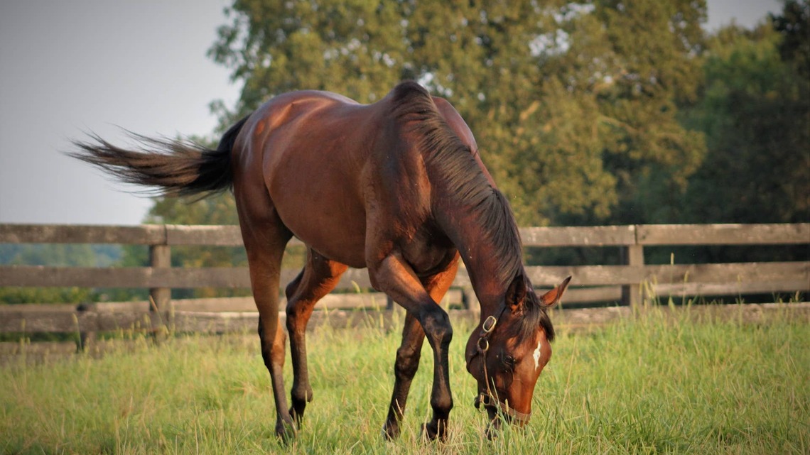 TAA Survey: Aftercare Organizations Have Room For Thousands More Horses 