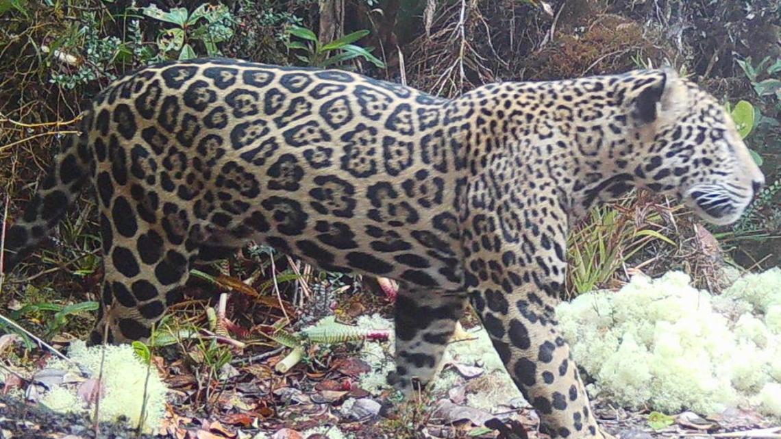 A healthy male jaguar captured on camera in Honduras' Sierra del Merendón mountain range for the first time in a decade as part of high-tech monitoring and conservation efforts from Panthera, the global wild cat conservation organization. (Panthera-Honduras via SWNS). 