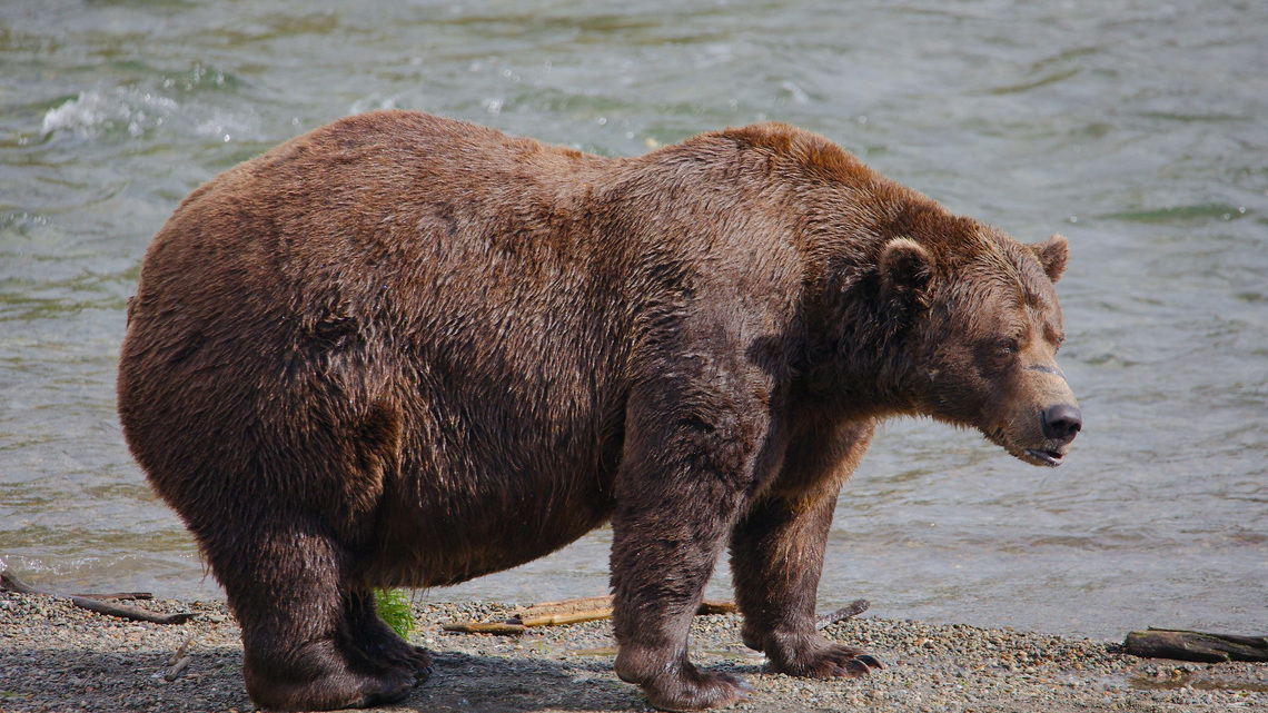 Fat Bear Week is back. What to know about the competition