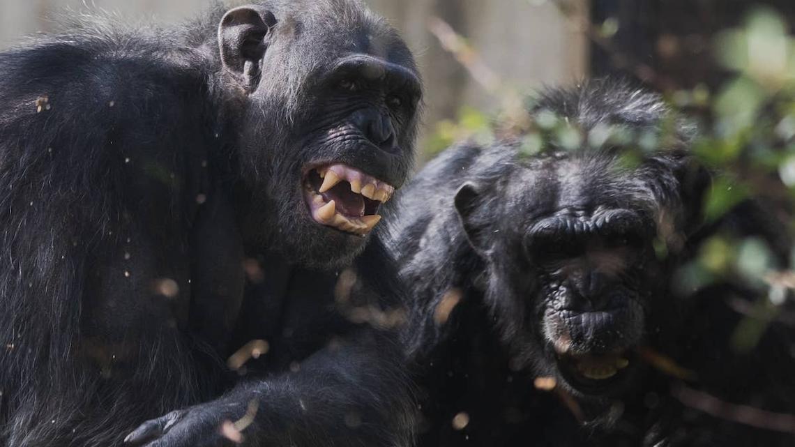 Two aggressive chimpanzees. 