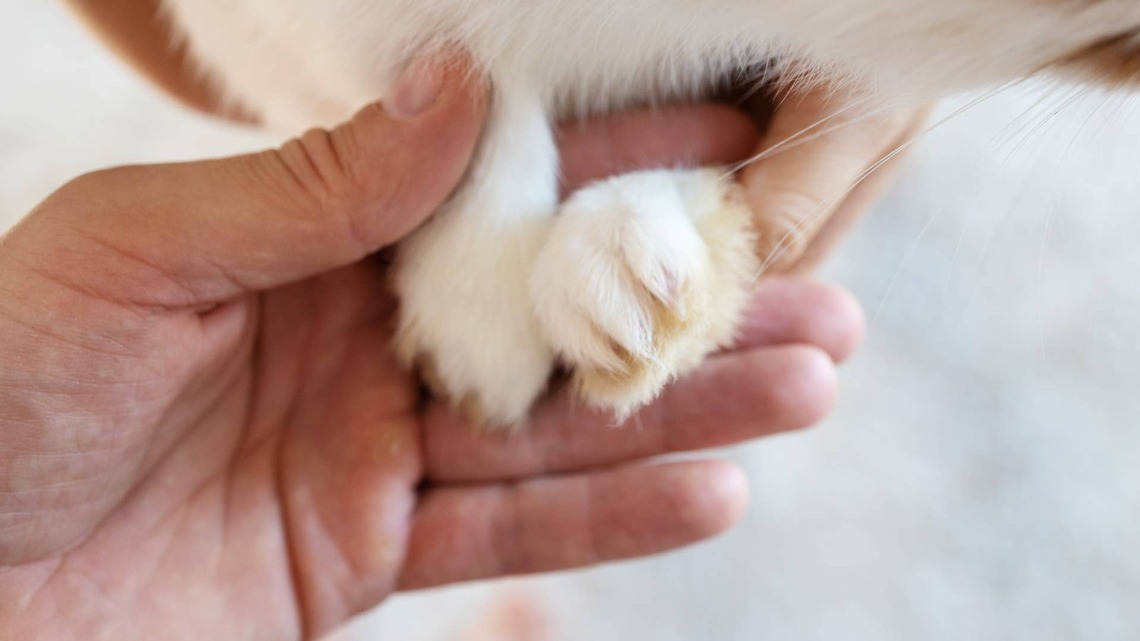Tiny Baby Bunny With Perfect S'mores Coloring Is a Sweet Treat That Can't Be Beat 