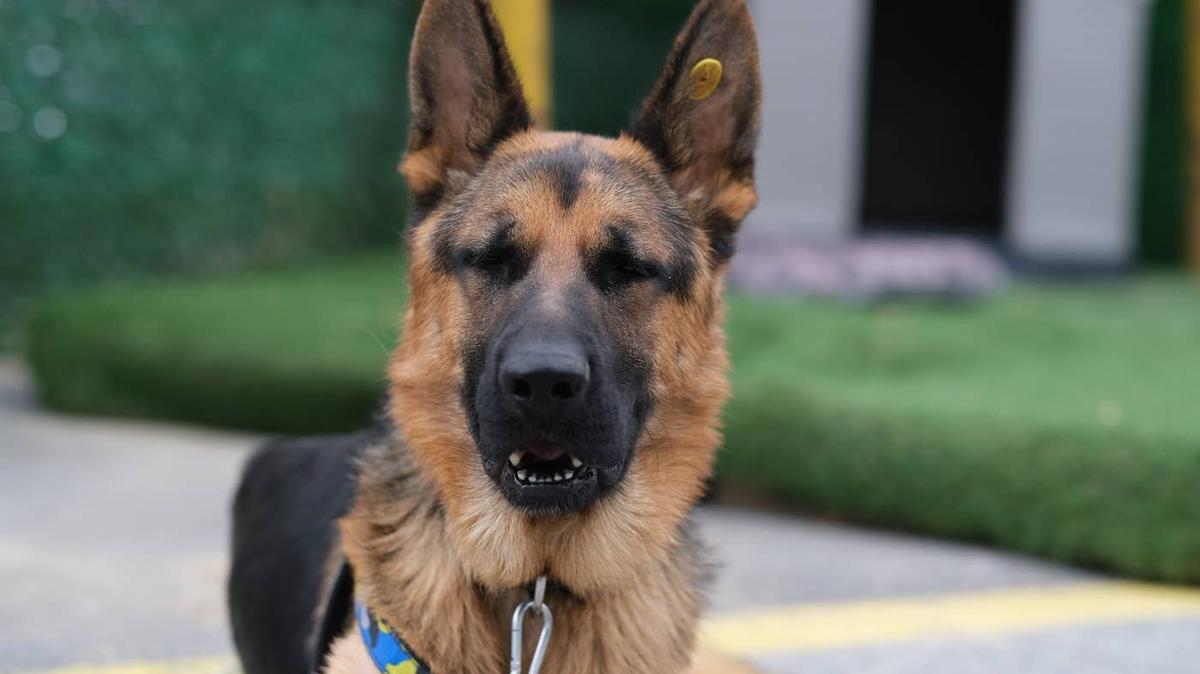 A German Shepherd lying on the ground. 