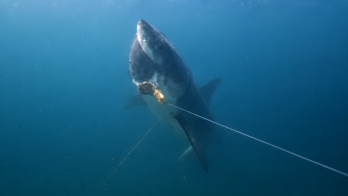 Great White Rocketed In And Stole This Angler's Catch on Camera (Video)