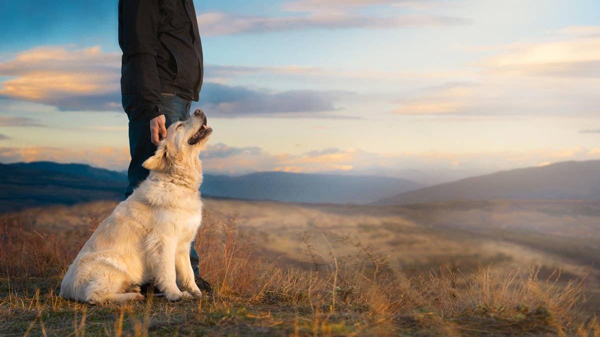 A dog who holds divine energy standing on a mountain. 
