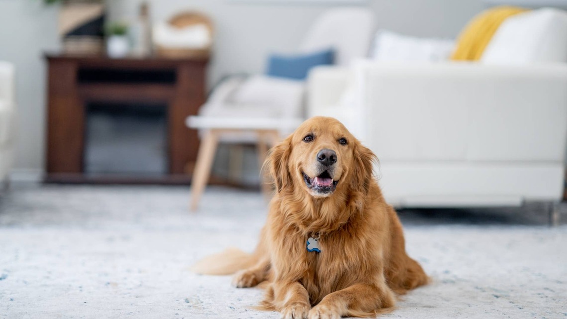 Sweet Golden Retriever Checks on 'His' Baby Birds Each Day: 'An Angel From Heaven' 