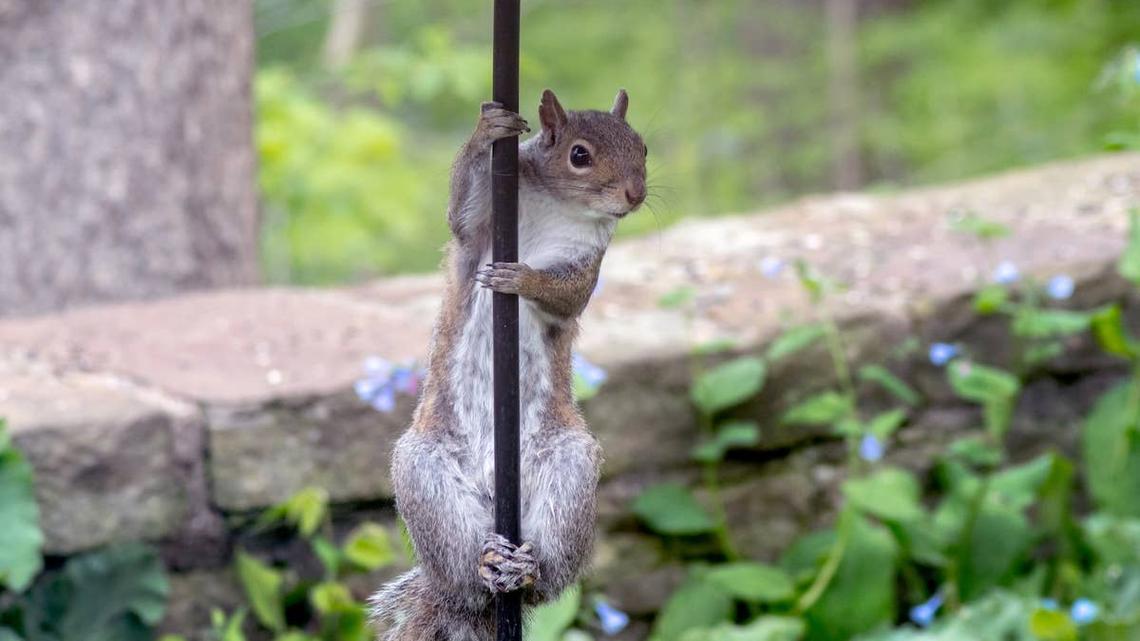 Want Squirrels To Stay off Your Bird Feeder? Try This Clever $5 Hack 