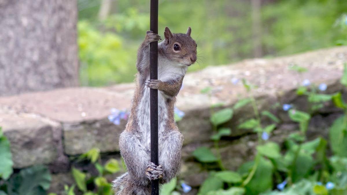 A small squirrel hangs from a metal pole. 