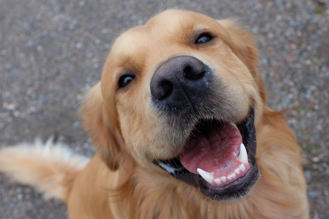  According to the California-based law firm, Knudston Associates, California has no statewide cap on dog ownership, instead delegating authority to local jurisdictions. A golden retriever smiles at a camera lens. 