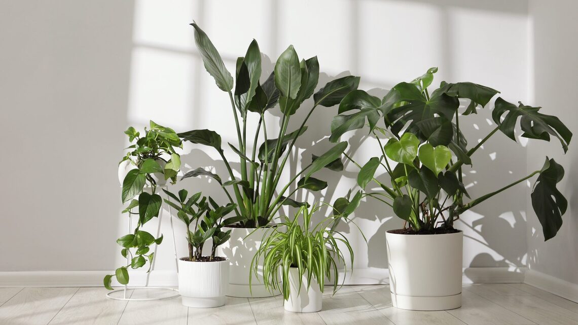 The Sill's Semi-Annual Sale Is Here! Save Up to 40% on Dozens of Gorgeous Houseplants 