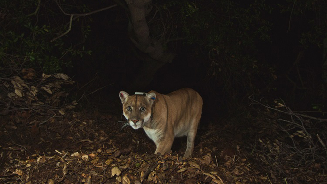 Bringing the ‘Wild King' home: P-22 mountain lion statue coming to LA's Griffith Park 