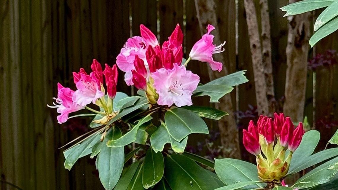 On Gardening: Dandy Man Color Wheel is a garden dream come true