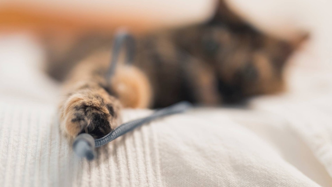 Gorgeous Tortie British Shorthair Cat Has the Most Perfect Caramel Brownie Swirl 