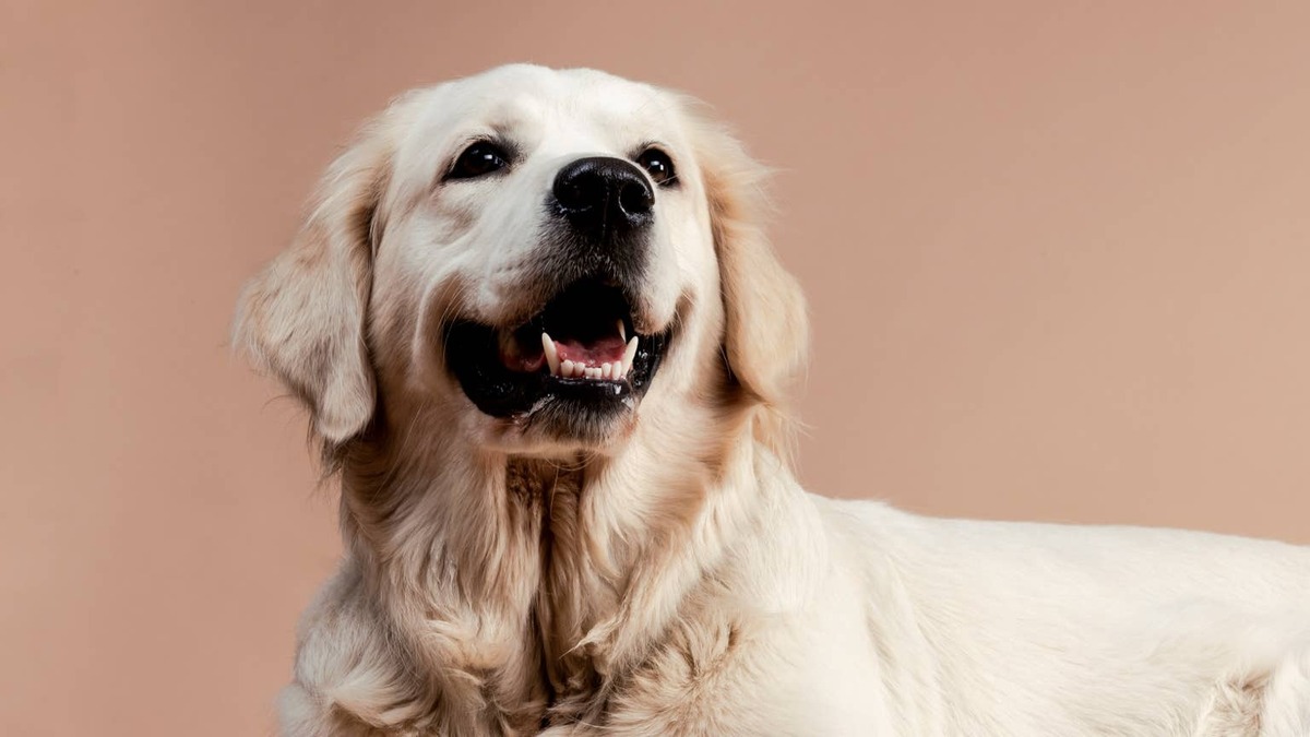 Golden Retriever photographed by walik. 
