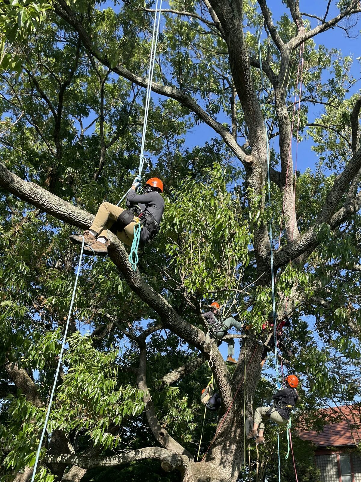  After learning about arboriculture in the classroom, students spend five weeks learning to climb trees. Sharon Jean-Philippe 