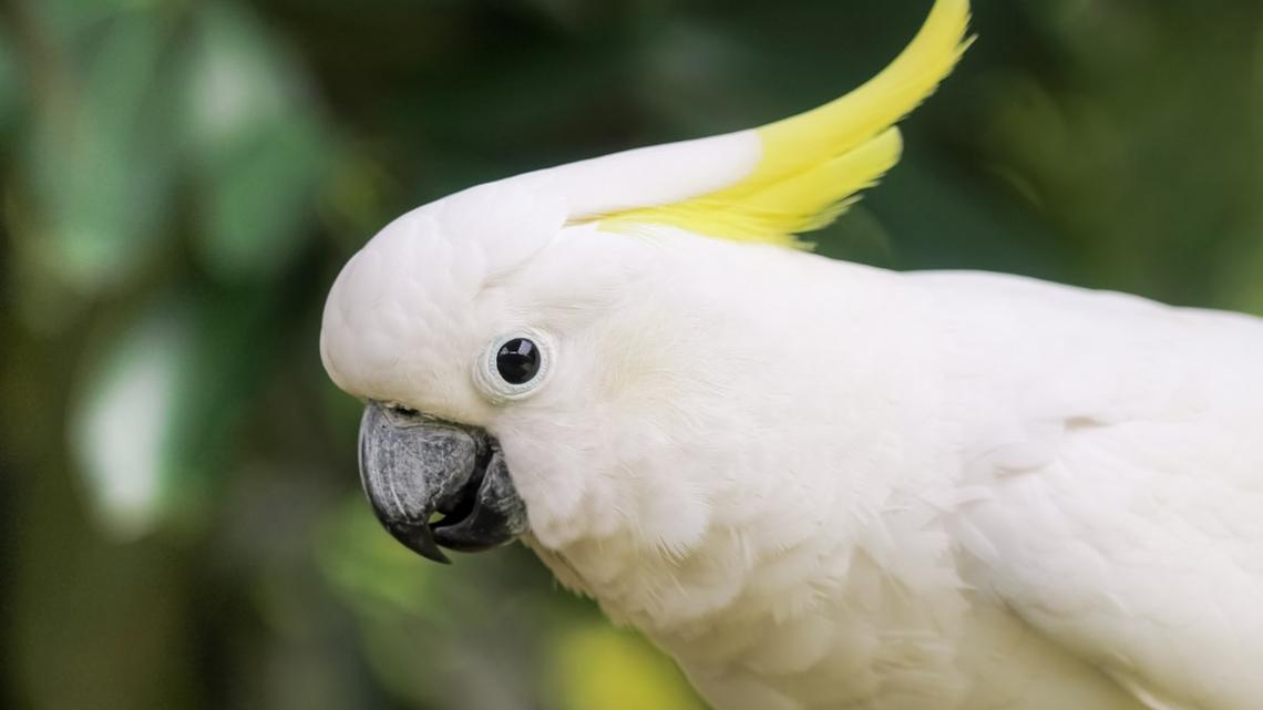 Cockatoo Uses Song and Dance to Get What He Wants Like a True Boss King 