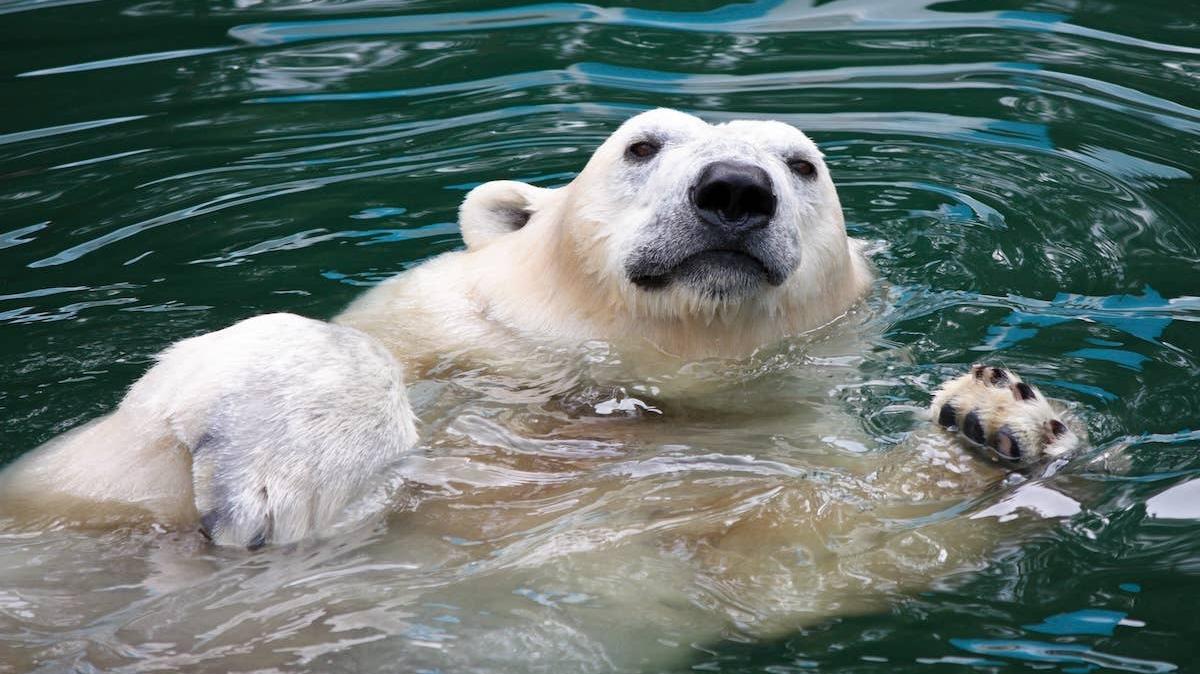 A Polar Bear swims. 
