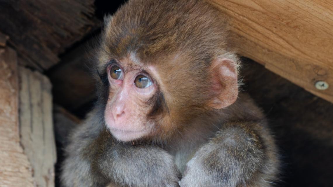 Punch the Baby Monkey Runs Straight to His Stuffed Toy After Frightening Encounter at Japanese Zoo 