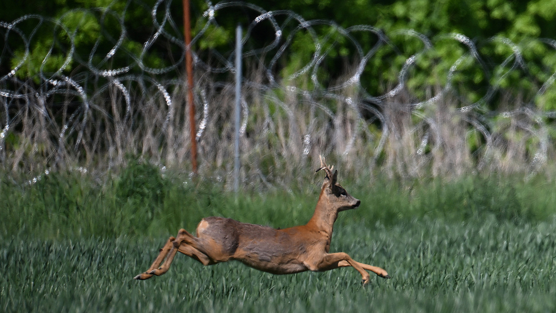 Commentary: Human wars are displacing and killing hidden nations of animals 
