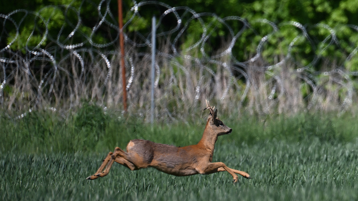A deer runs along the fence of the East Shield fortifications on the Polish-Russian border near Asuny, Poland, on May 23, 2026, amid the Russian invasion of Ukraine. (Sergei Gapon/AFP/Getty Images/TNS)