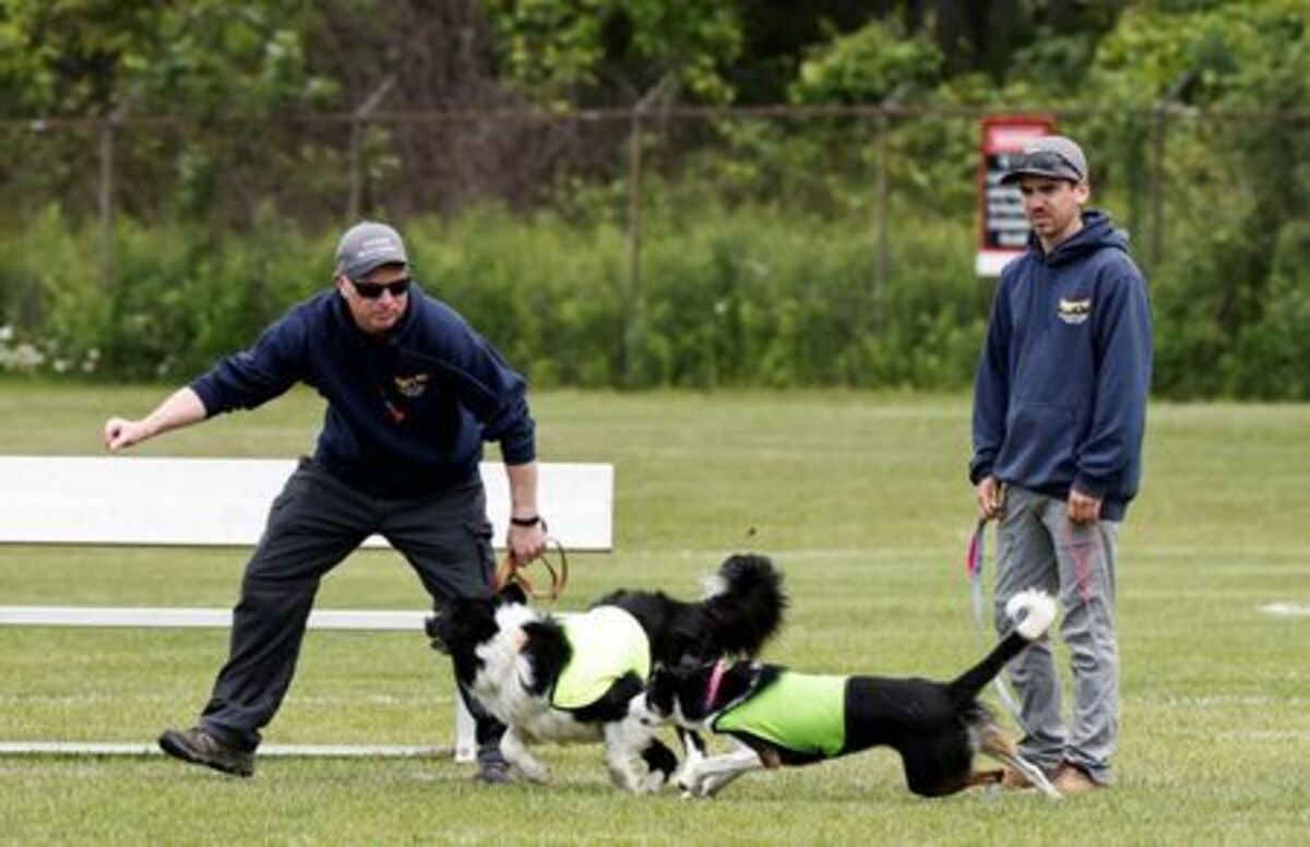 Gareth Williams, owner and operator of Border Control Bird Dogs, a specialized geese management company stands with Spencer Jones as he directs Ben, 8 years old and Sally, 2.5years old, the border collies hired to keep Canada geese off a FIFA World Cup training pitch, during a practice session at the Centennial Park in Toronto, Canada June 24, 2026. REUTERS/Thomas Mukoya