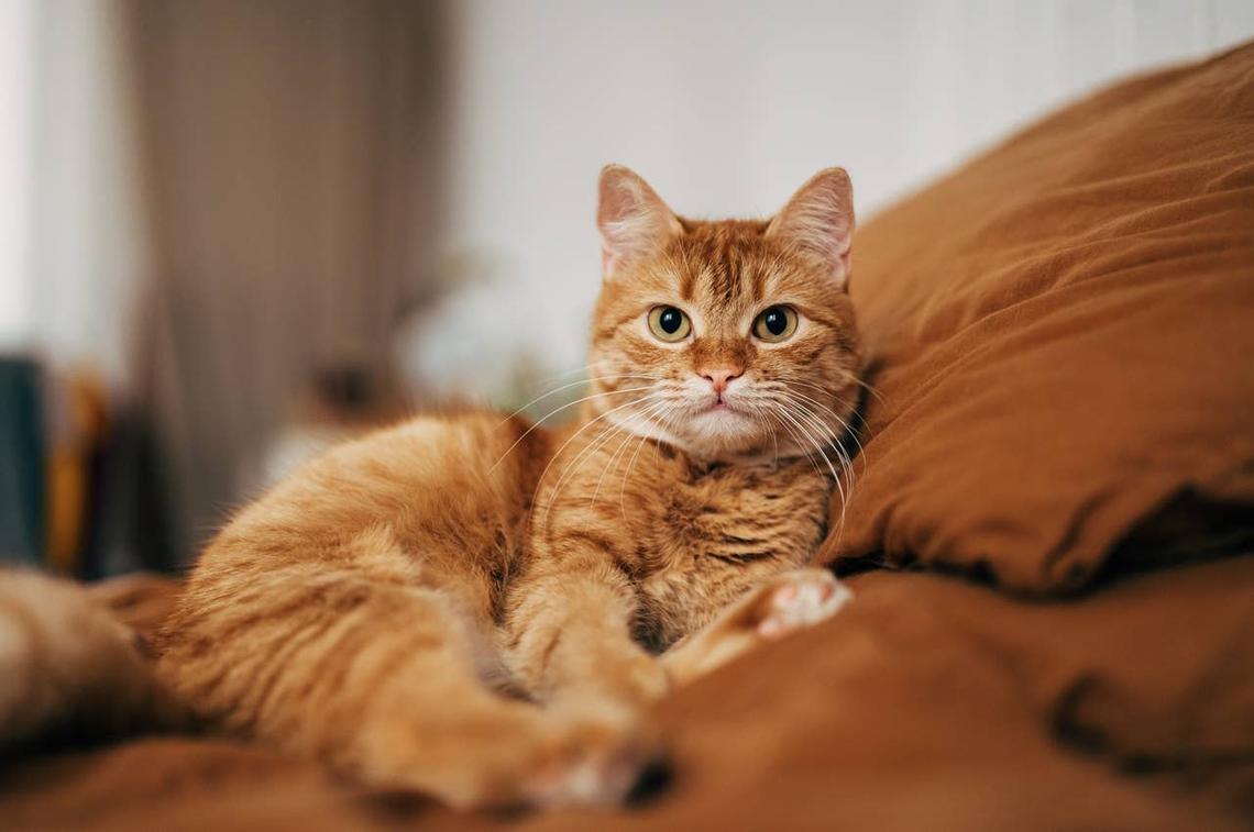  An orange cat with a Gaelic name laying on a bed. 