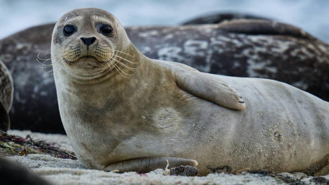 A Harbor Seal on a beach.