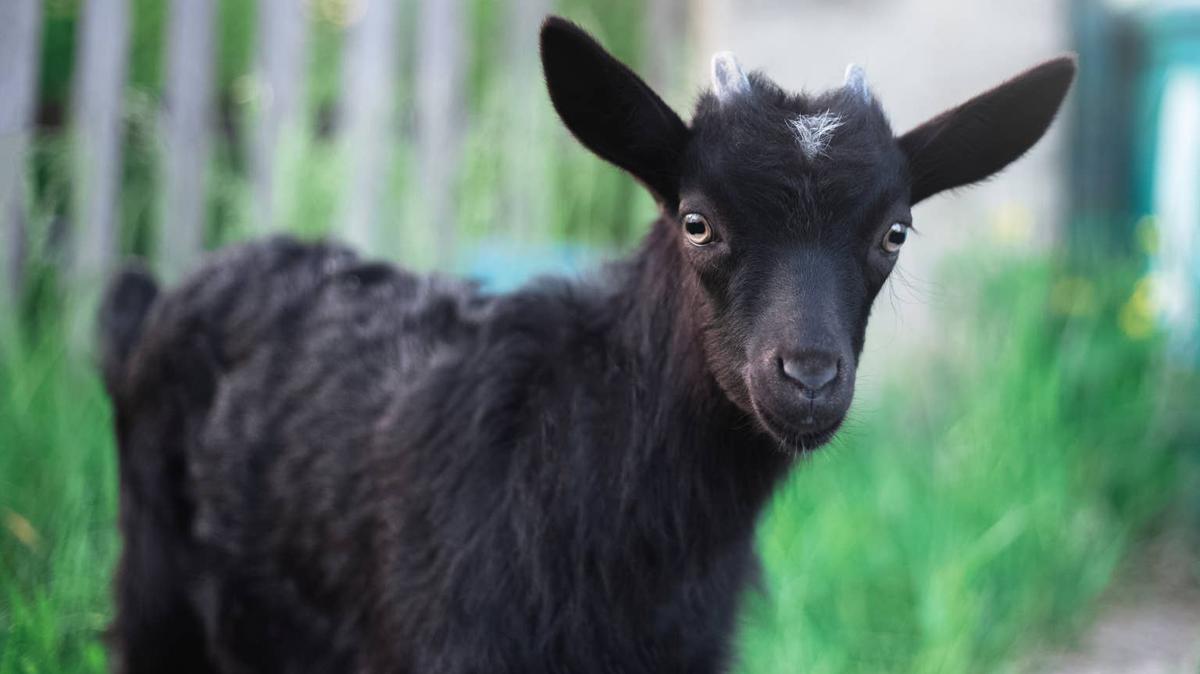 goat in the grass. 