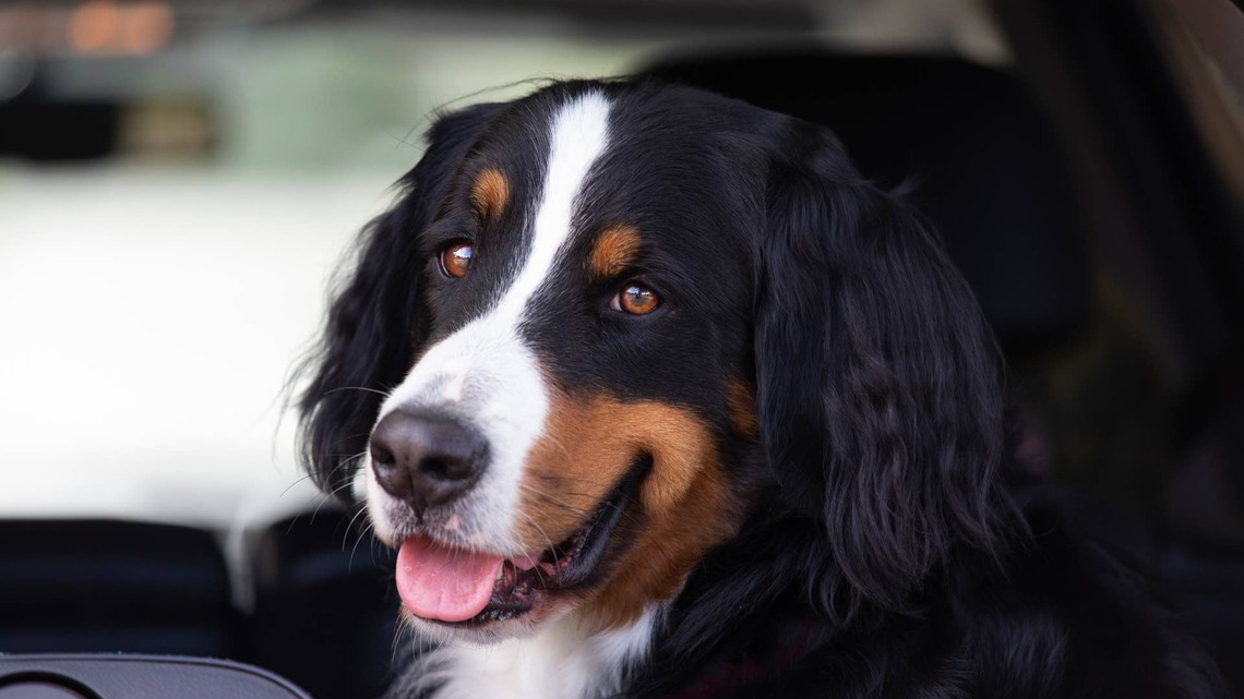 Bernese Mountain Dog Just Nailed Her Audition to Be Noah Kahan's Backup Singer 