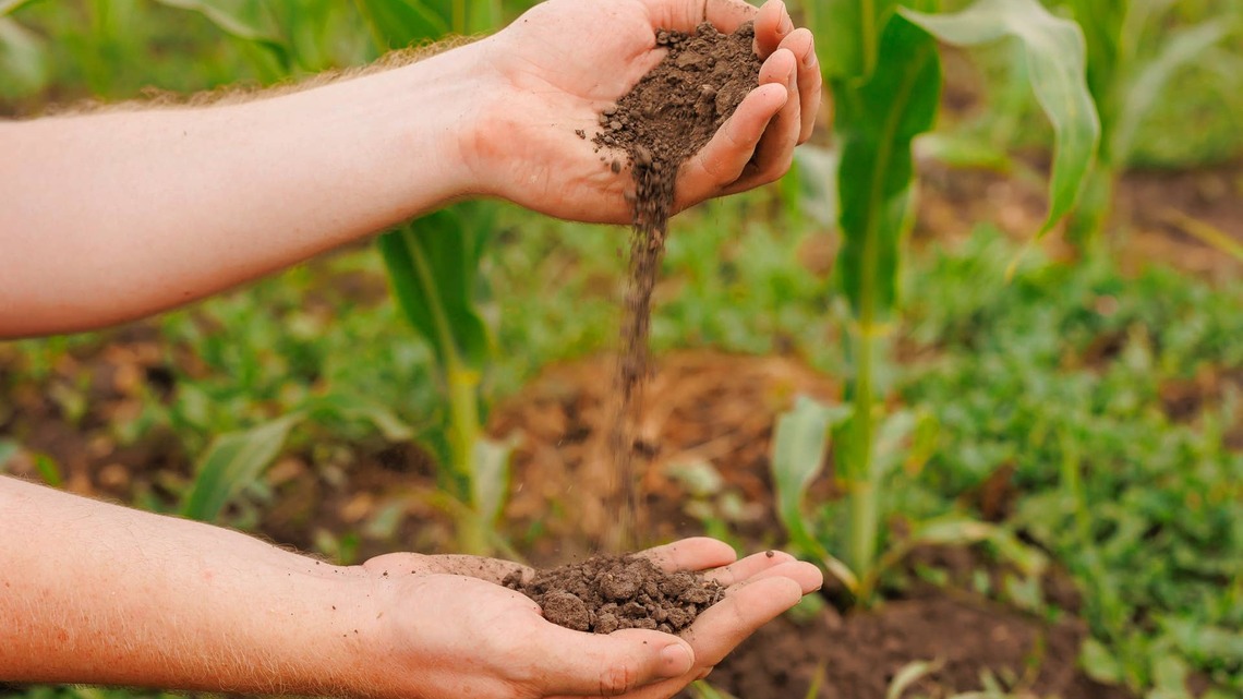 Garden Experts Say August Is the Perfect Time to Improve Your Soil-Here's Why 