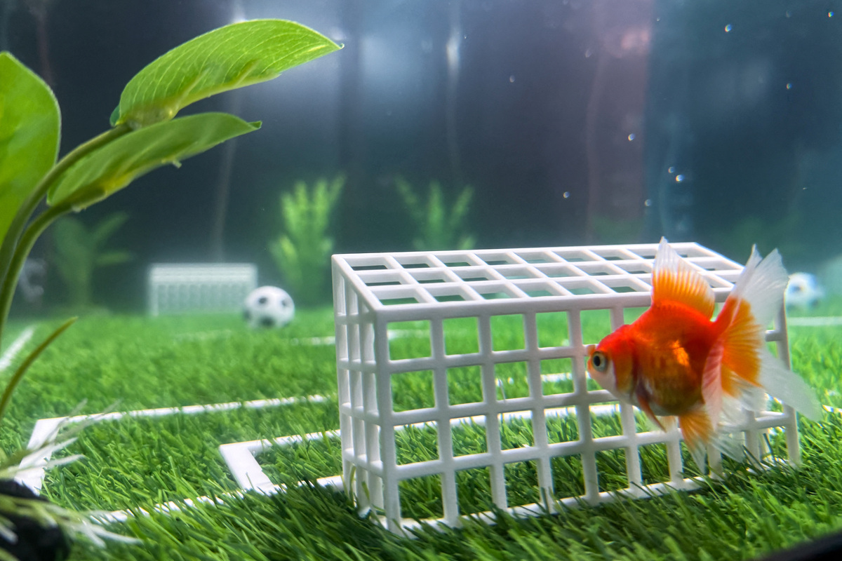 An oranda goldfish named Swimbappe swims next to a miniature soccer goal inside a tank designed like a soccer pitch outside an office building in Toronto, Ontario, Canada, June 19, 2026. Swimbappe, named after France soccer captain Kylian Mbappe, has become a local attraction by making daily World Cup match predictions from his underwater field. Picture taken with a mobile phone. REUTERS/Kyaw Soe Oo
