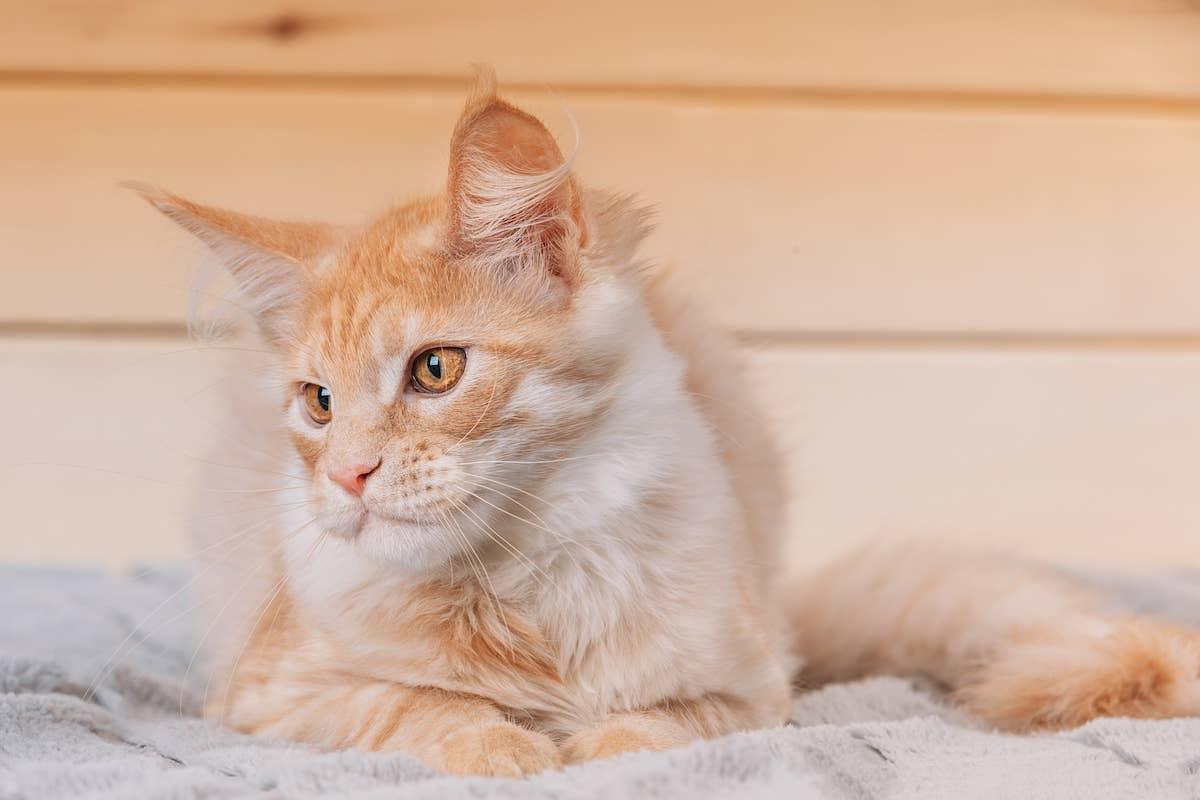 Orange Maine Coon cat.