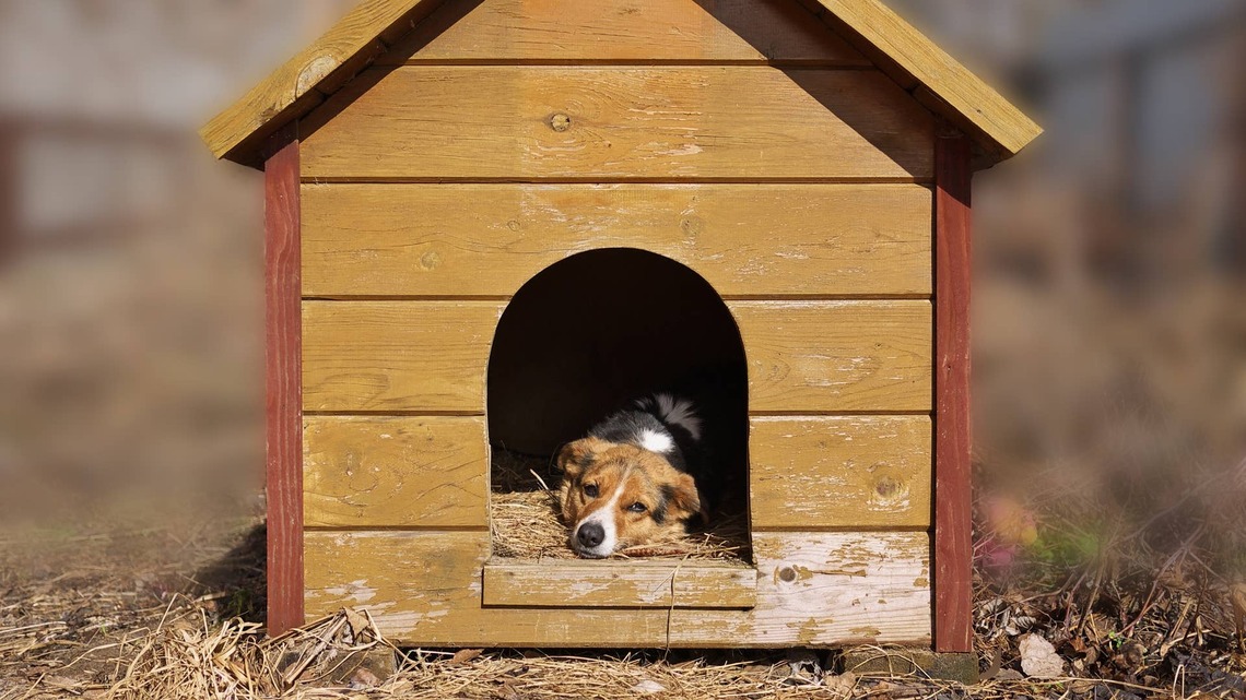 Spoiled Dogs Have A/C in Their Doghouse, and People Are Jealous