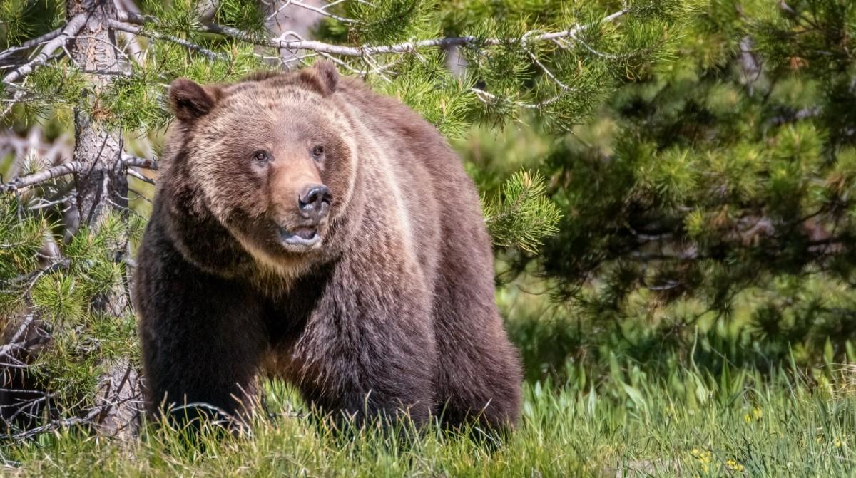 You cannot own a bear as a pet in California.