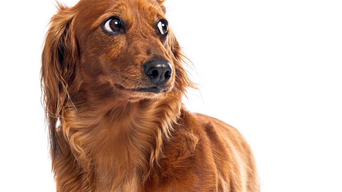 Dachshund Growls at 'Total Stranger' in His House but Has No Problem Taking Her Treats 