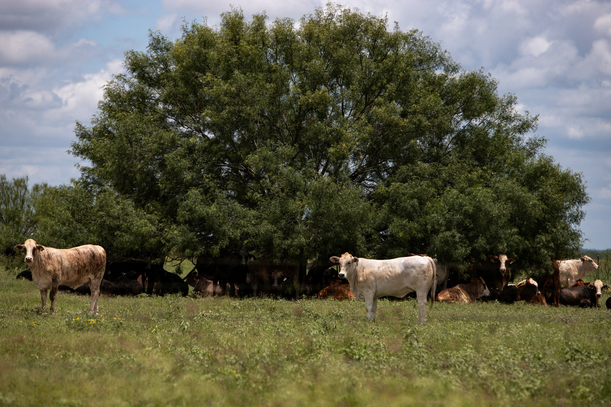 A herd of cattle find shade under a tree in a pasture, a day after the U.S. Department of Agriculture confirmed that New World screwworm was detected in a Texas calf, in La Pryor, Texas, U.S. June 4, 2026.  REUTERS/Kaylee Greenlee