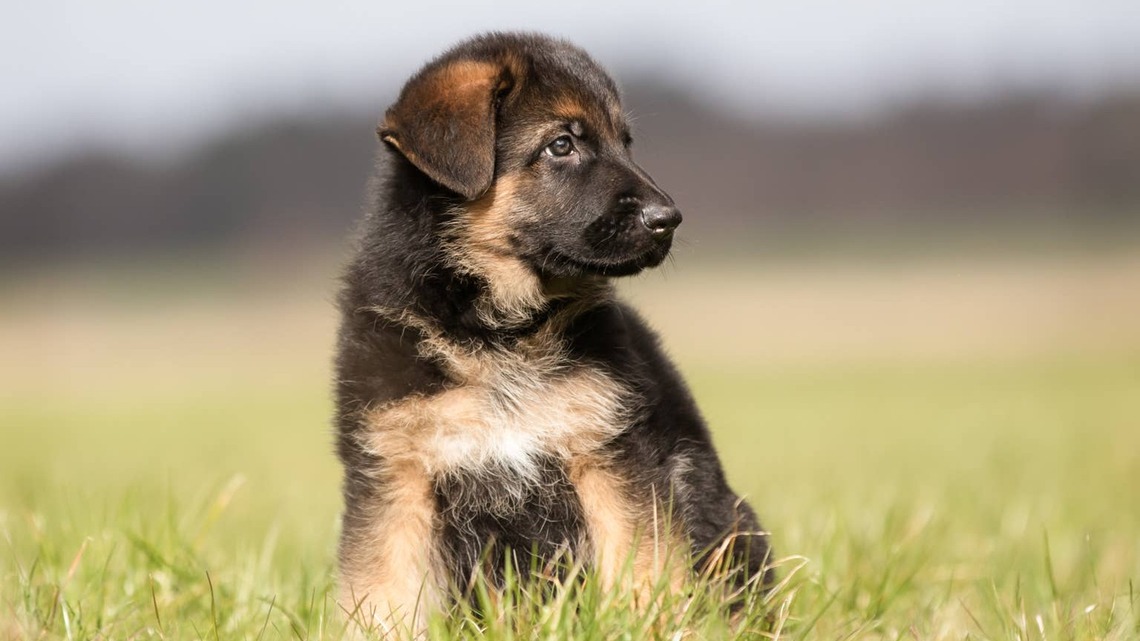 This Dad Lost His Dog to Cancer and Got Surprised With a Puppy for Father's Day - His Silence Says Everything 