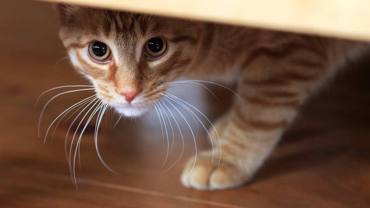 Orange Tabby cat looks out from a hiding place. 