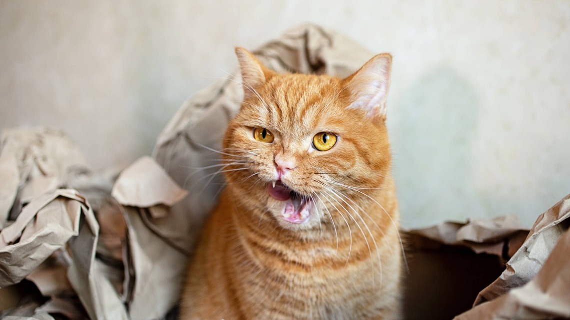 Orange Cat Responds to Her Government Name Like a Human