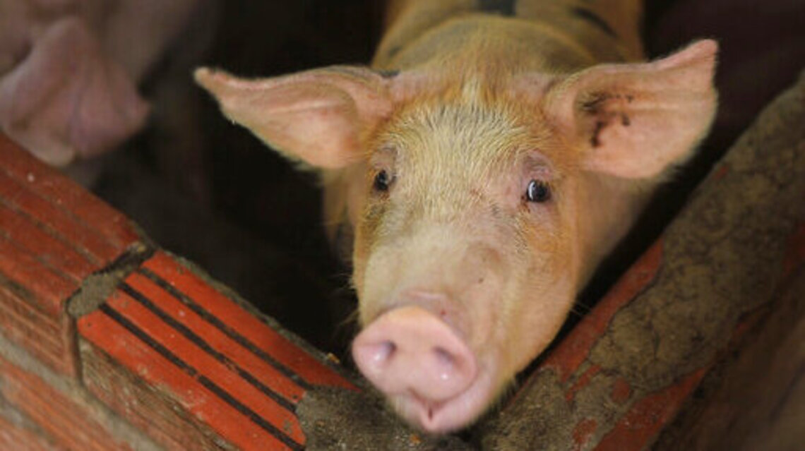 A new coronavirus fear? Strain seen in swine has potential to jump to humans, UNC finds.