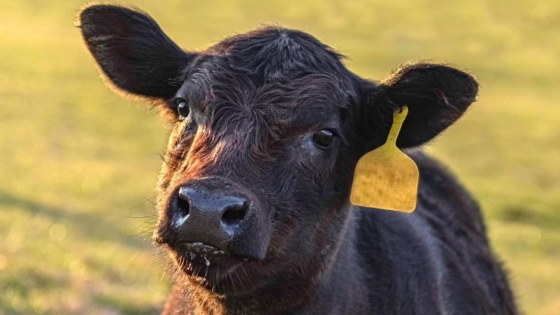 baby cow. 