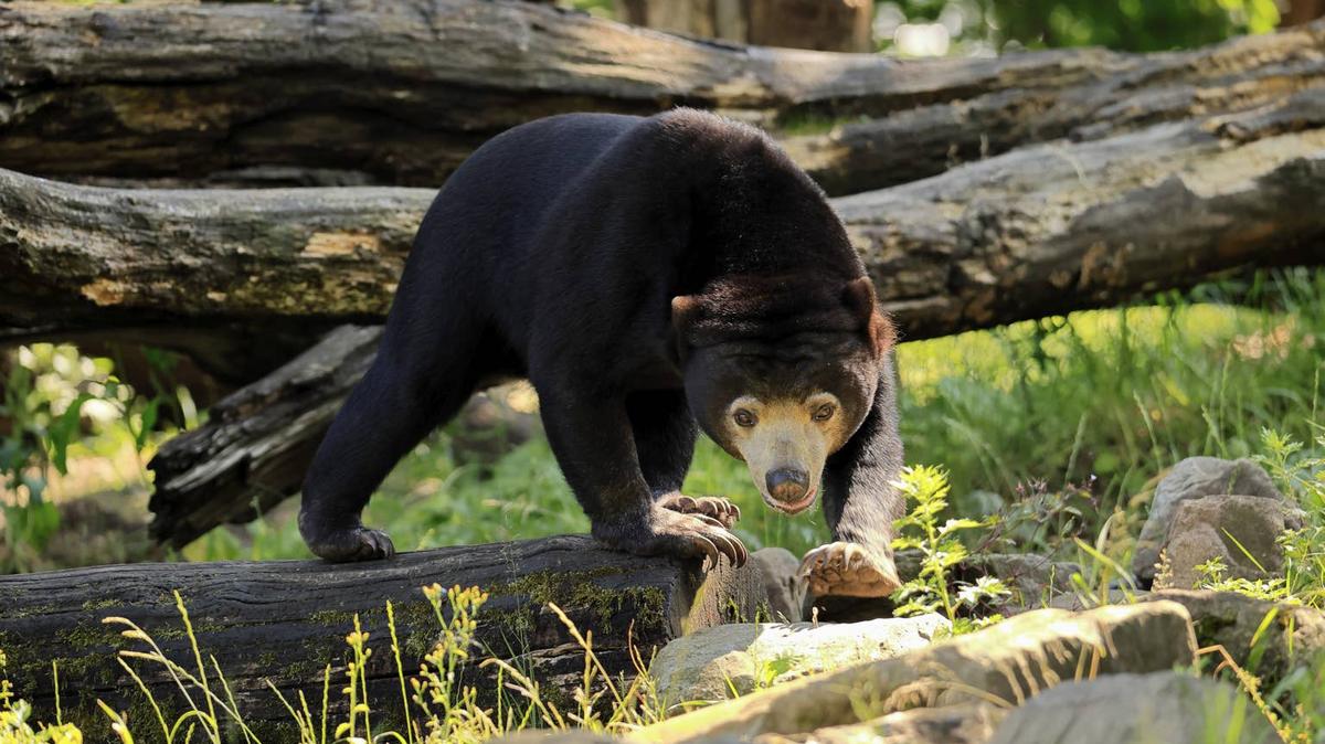 A Sun Bear outside in the woods. 