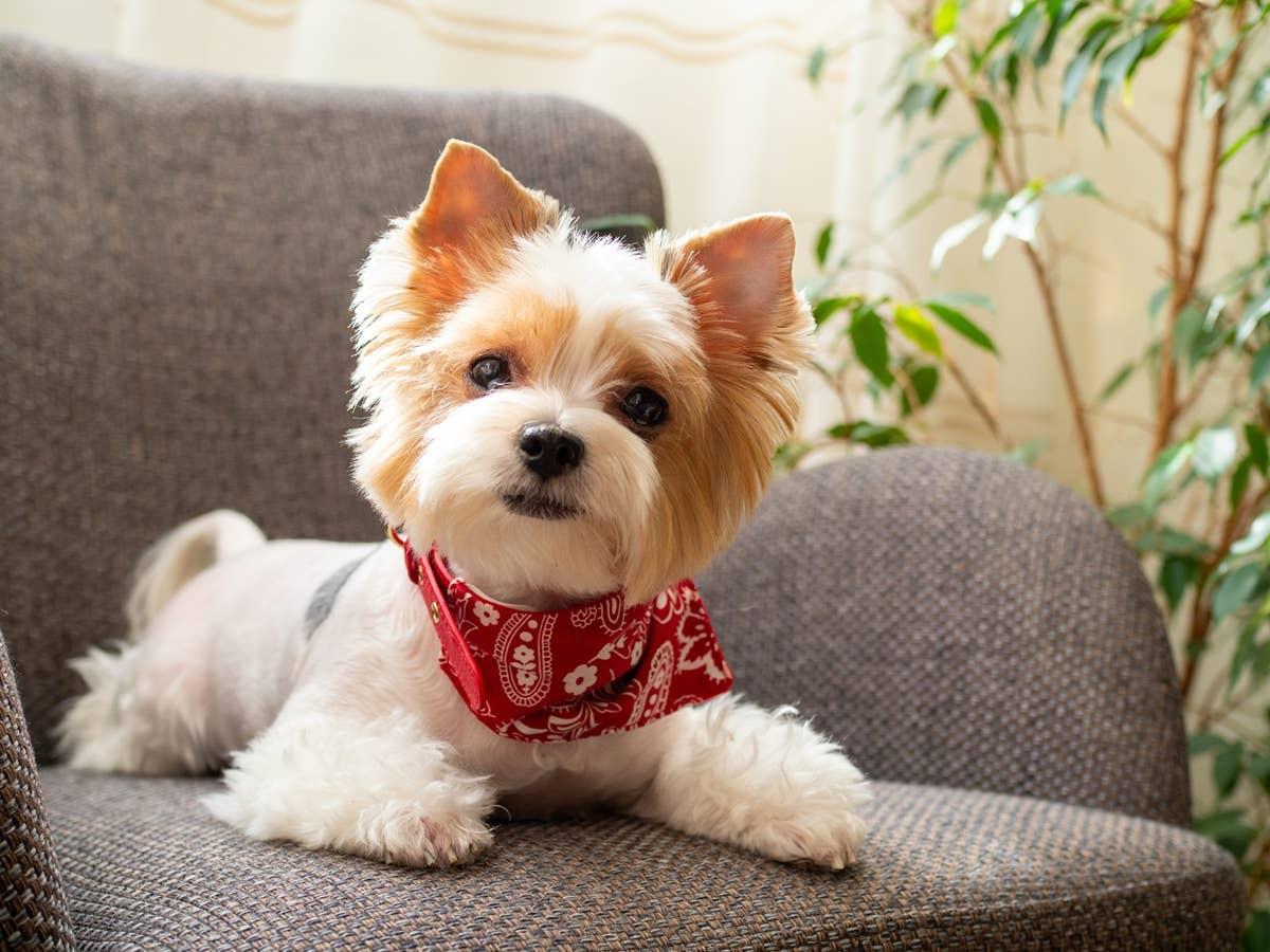  A calm and cute Yorkie resting on a chair.