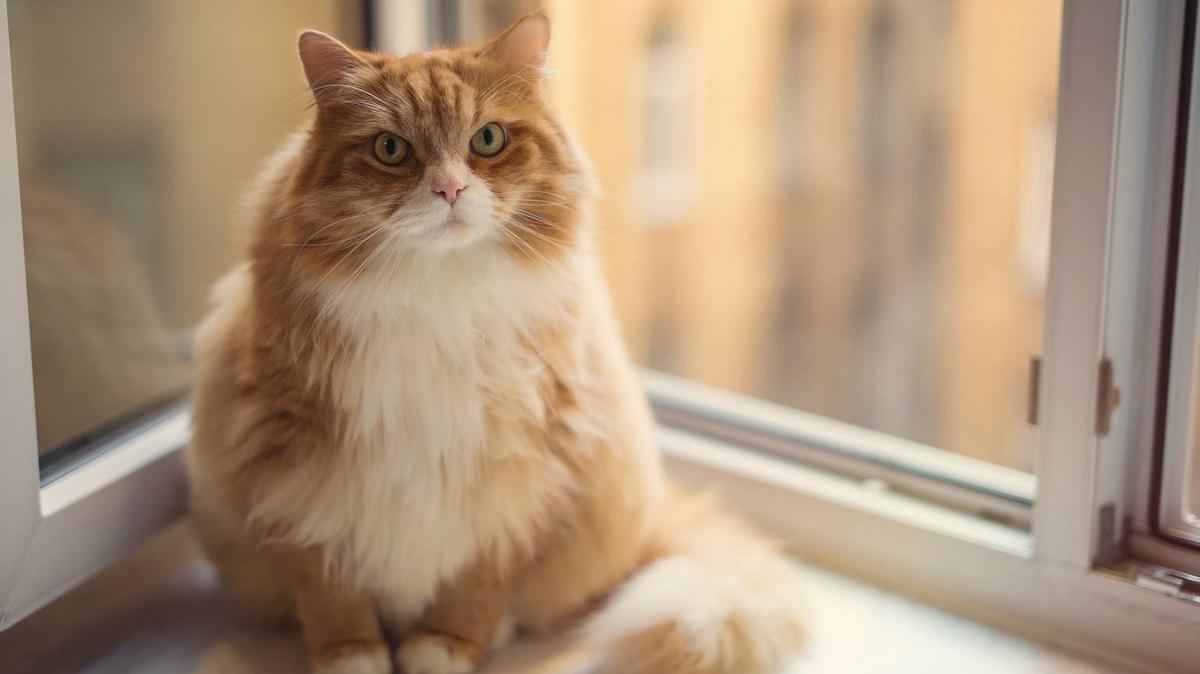 Fat angry ginger cat sitting on a window. 