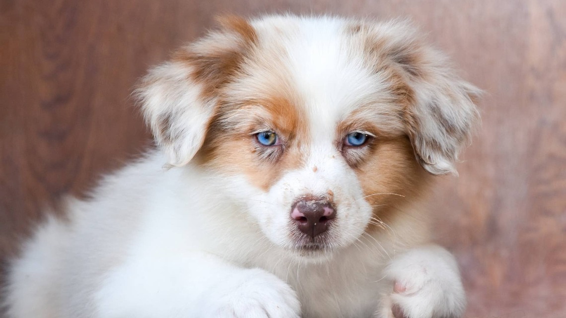 Tiny Aussie Puppy in Pink Bows Is Literally Just a Baby Girl