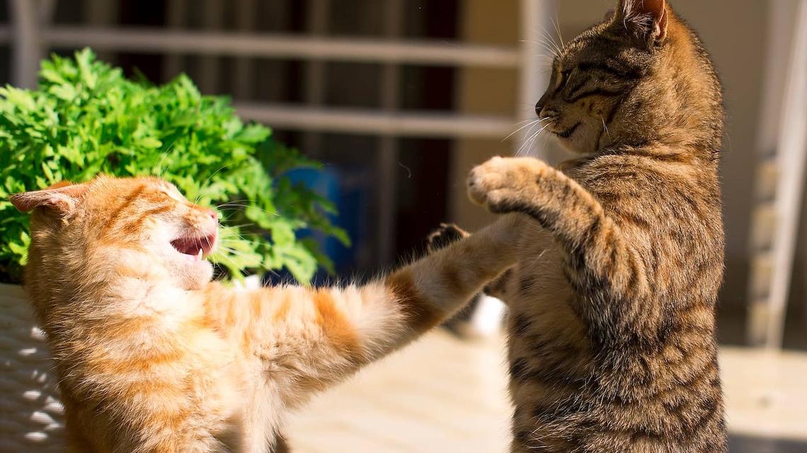 2 Cats Have a ‘Thumb War' Before Every Fight and It's Hysterical 