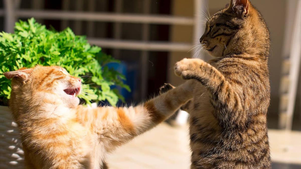 Two cats play-fighting on a wooden floor.