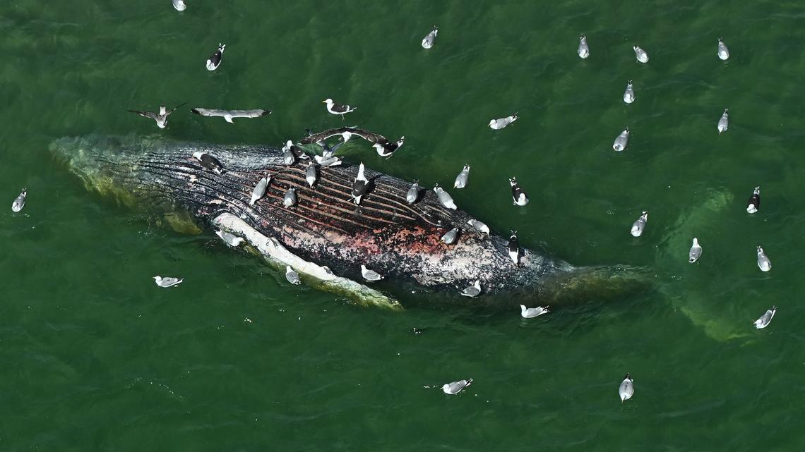 'Timmy,' the whale that captivated Germany, confirmed dead off Denmark 